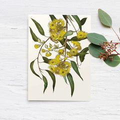 Australian 'Eucalyptus' Boxed Cards