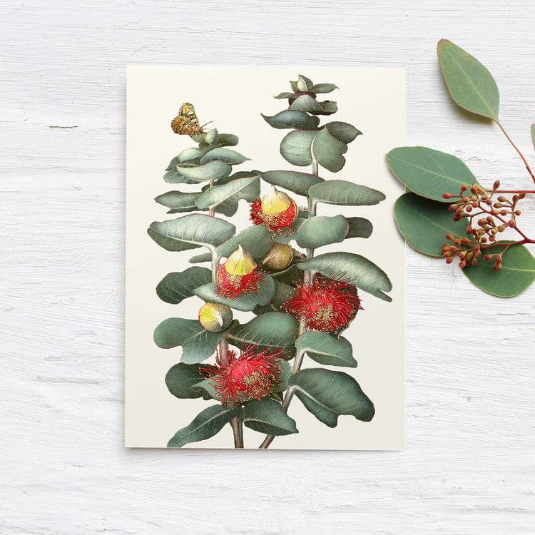 Australian 'Eucalyptus' Boxed Cards