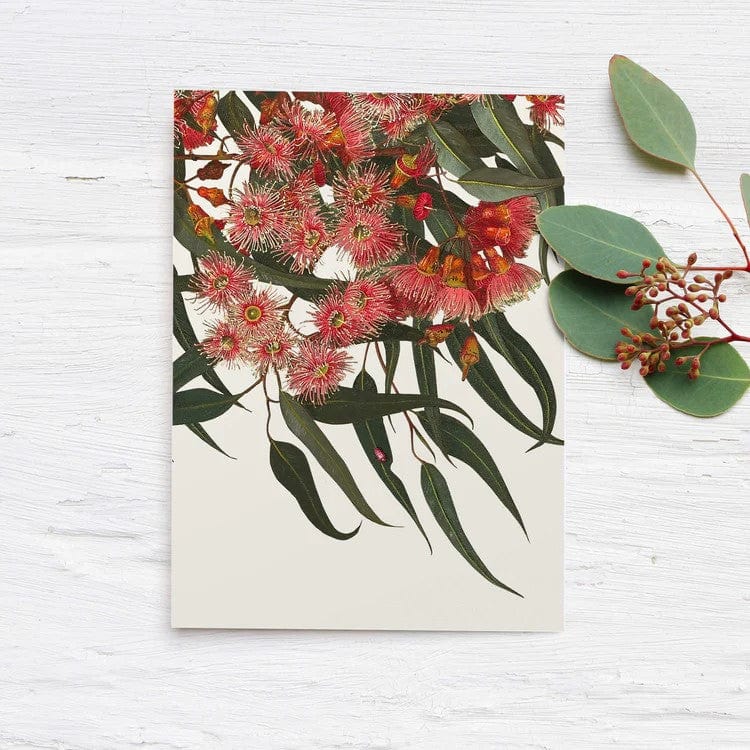 Australian 'Eucalyptus' Boxed Cards