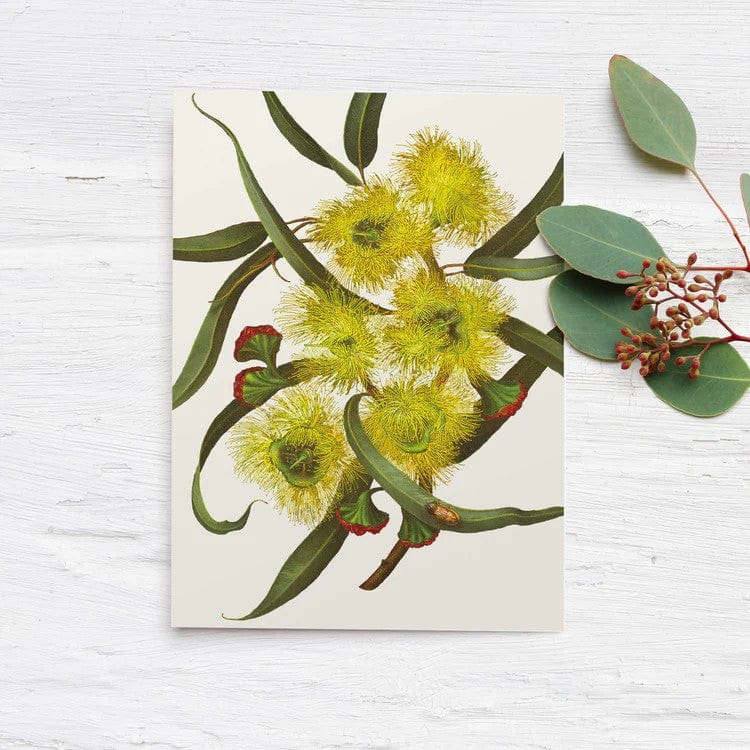 Australian 'Eucalyptus' Boxed Cards