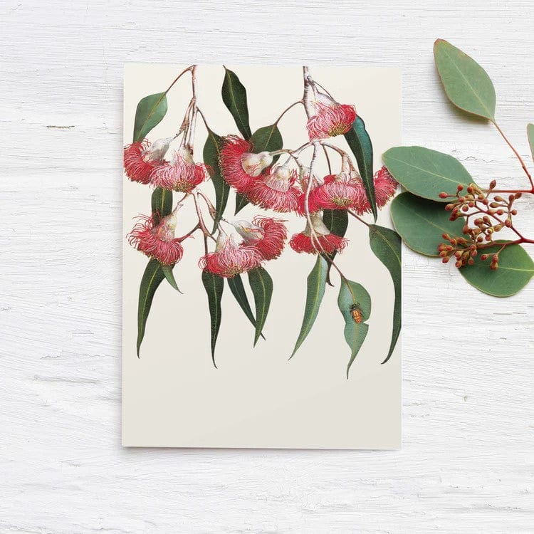 Australian 'Eucalyptus' Boxed Cards