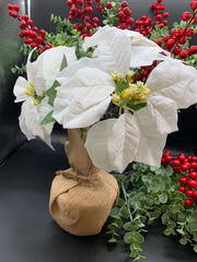 Christmas White Potted Poinsettia